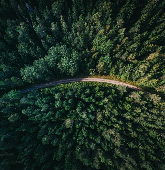 Route en forêt de pins