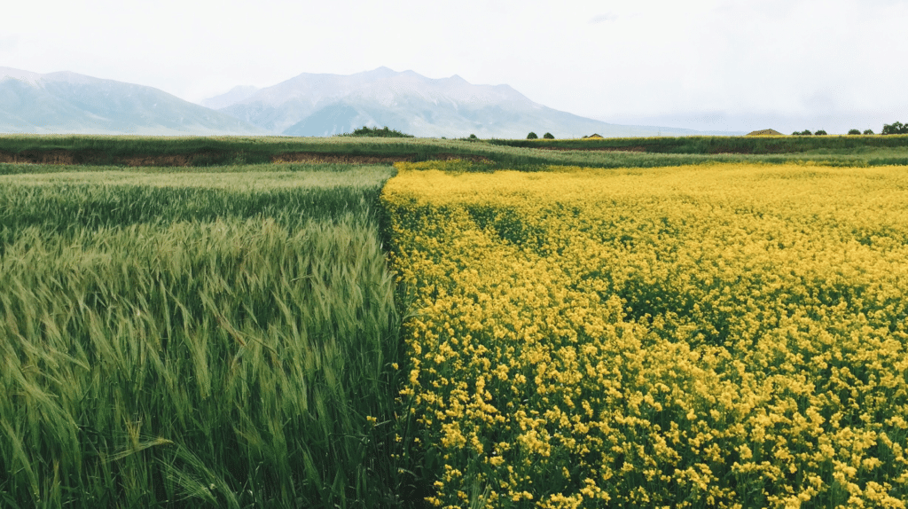 Champ sous ciel bleu