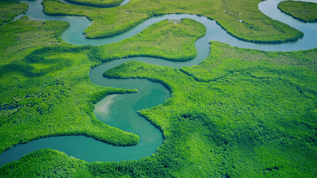 Mangrove verdoyante